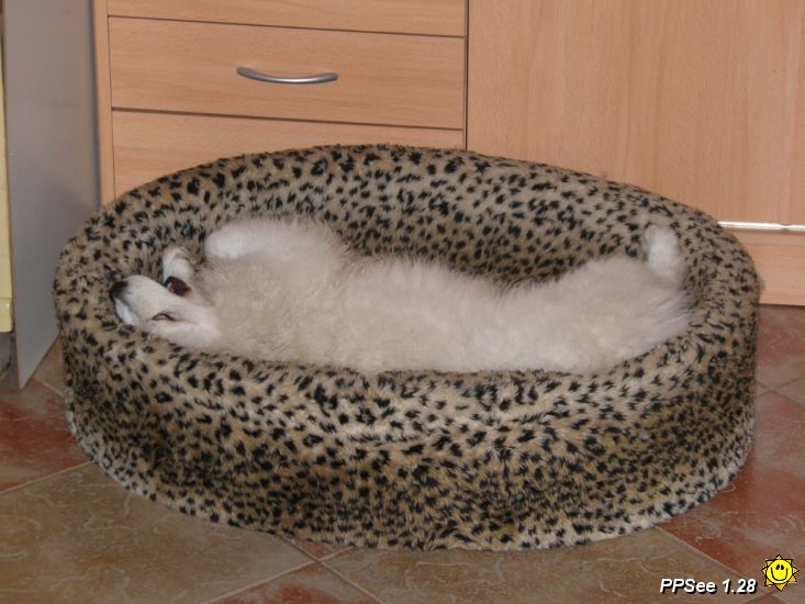 Dixi 50.JPG